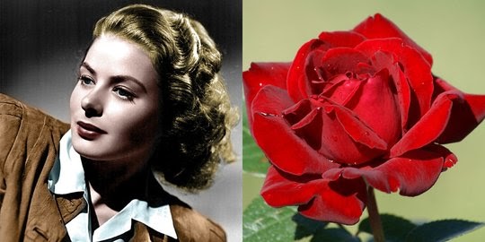 Tanaman Bunga Mawar Merah Disilangkan Dengan Tanaman Bunga Mawar Putih Berbagi Tanam