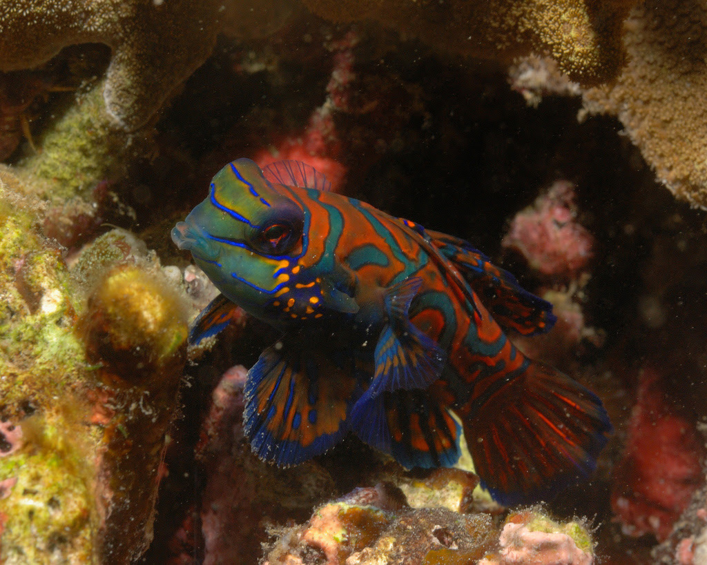 Рыбка мандаринка Mandarinfish 12 Рыбка мандаринка