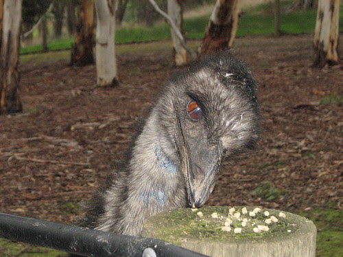 Emu breakfast