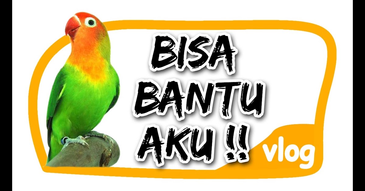 Paling Bagus 25 Gambar Lucu Kicau Mania Lovebird Richa Gambar
