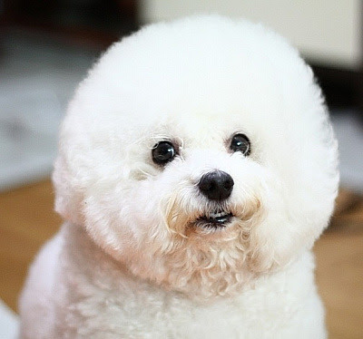 これまでで最高の白い ふわふわ 犬 名前 最高の花の画像