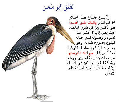 طائر ابو سعن,,لقلق ابو سعن ,معلومات عن لقلق ابو سعن d8a7d8a8d988-d8b3d8b طائر ابو سعن,,لقلق ابو سعن ,معلومات عن لقلق ابو سعن d8a7d8a8d988-d8b3d8b