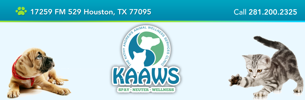 Affordable Vet Services Near Me ladyfaten