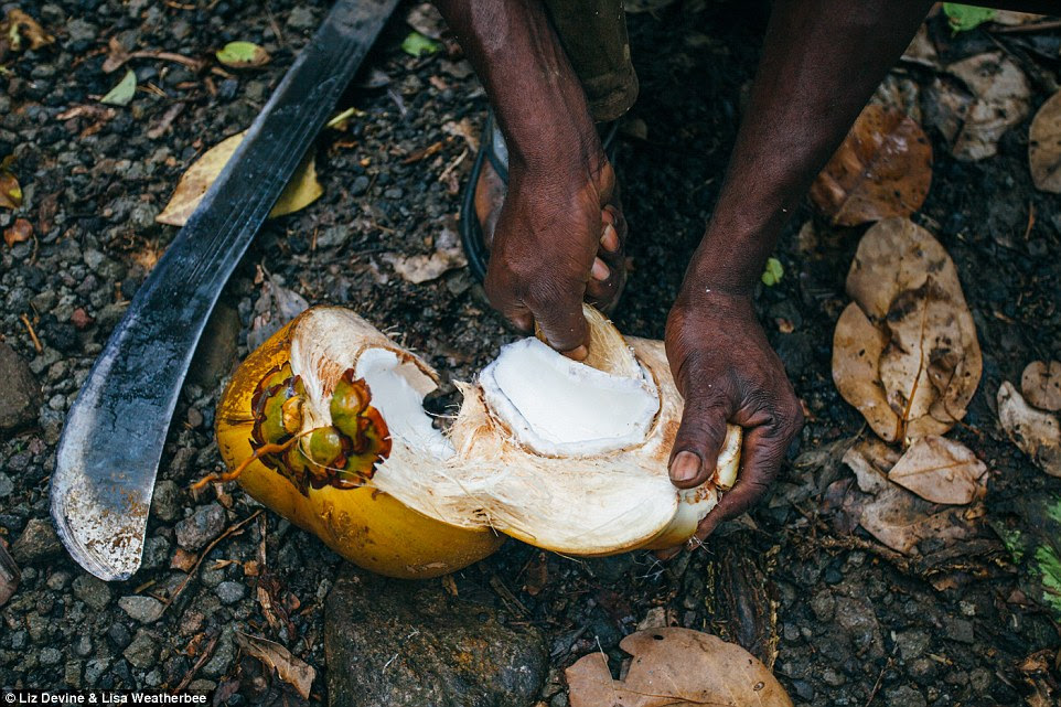 A coconut, having been freshly cut down from its tree, is opened up for the visitors to enjoy