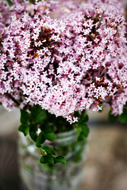 lilacs-2