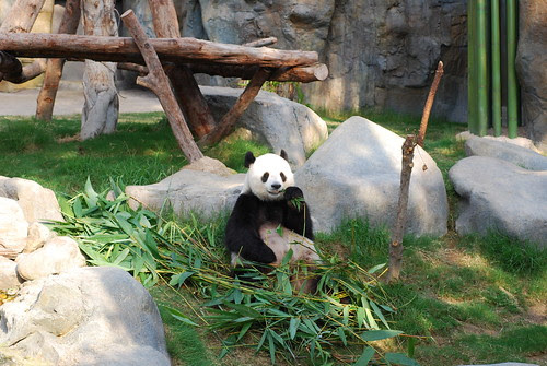 Panda!