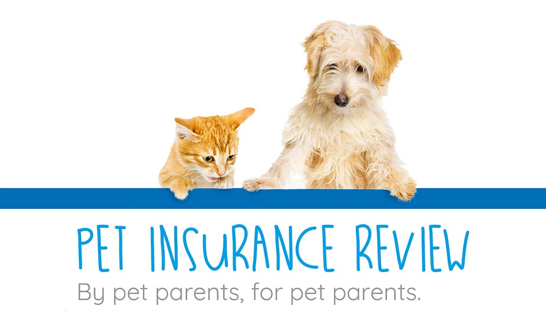 Pet Insurance Virginia Woodbridge Best Pet Boarding