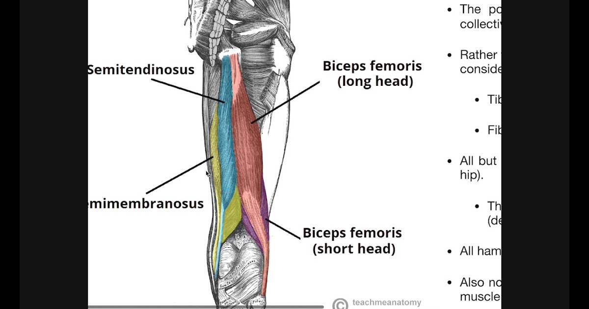 Hamstring Names Of Muscles / Hamstring Strain Physiopedia - The biceps