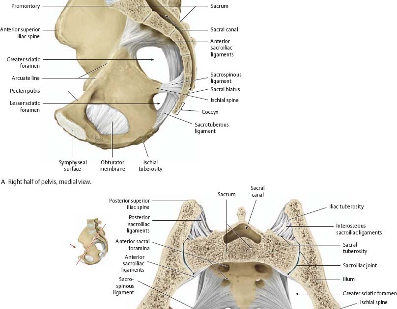 Pelvic Bone Anatomy Male And Female / ️ Male and female pelvic girdle