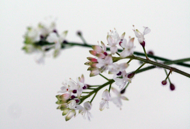 little white flowers
