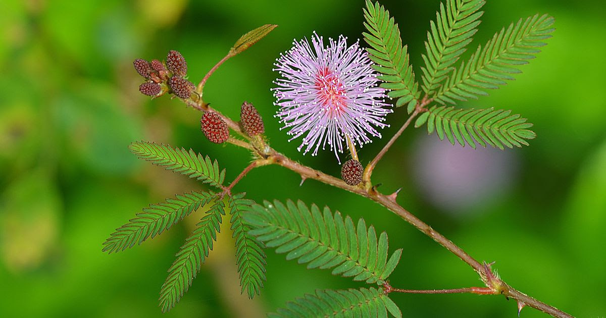 Image result for mimosa pudica pictures