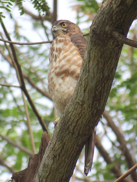 鳳頭蒼鷹/無限台南