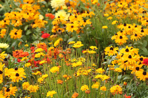39+ Gelbe Sommerblumen Mehrjährig, Für ein sommerblumenbeet können