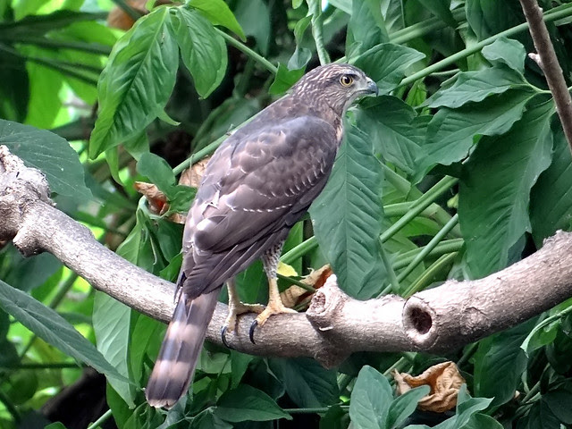 鳳頭蒼鷹/無限台南
