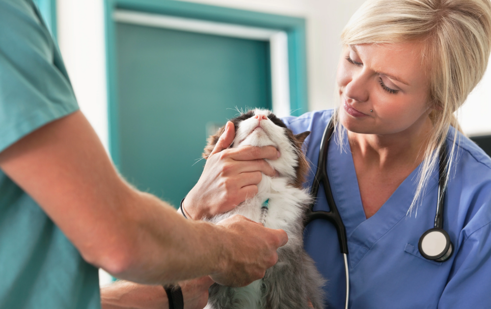 Large Animal Vet Clinics Near Me Animal Wallpaper