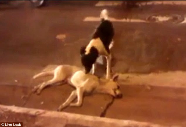 Tender: The black and white dog nuzzles up to his dead friend as if he is trying to wake him up