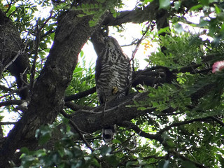 鳳頭蒼鷹/無限台南