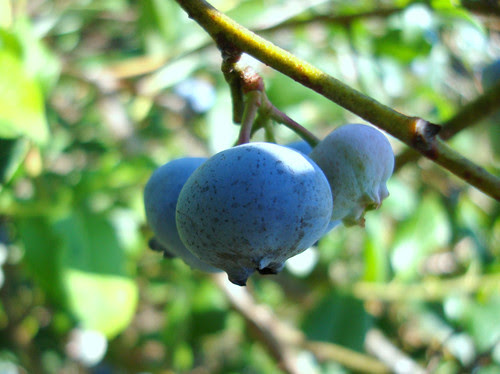 summer!blueberries!