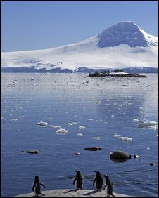 Gentoo penguins (file photo)