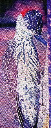 Pg12-7, GOLDEN-TAILED WOODPECKER