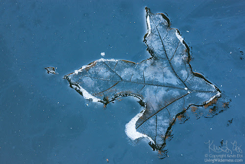 Oak Leaf Impression on Ice, Snohomish County, Washington