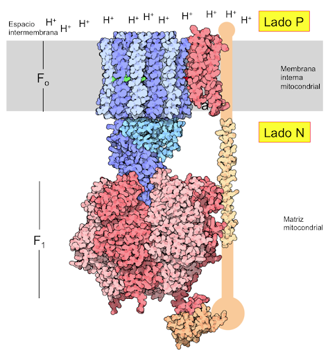 Dpto. Bioquímica y Biología Molecular