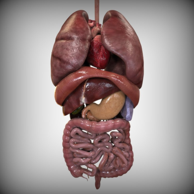 Male Internal Organs : Adult Male Diagram Template Svg - Internal