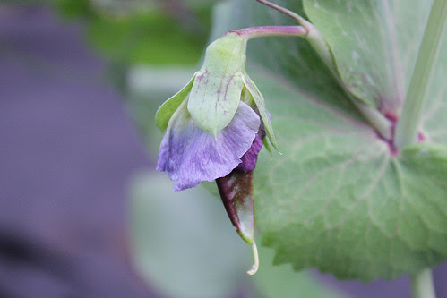 Purple pea pod