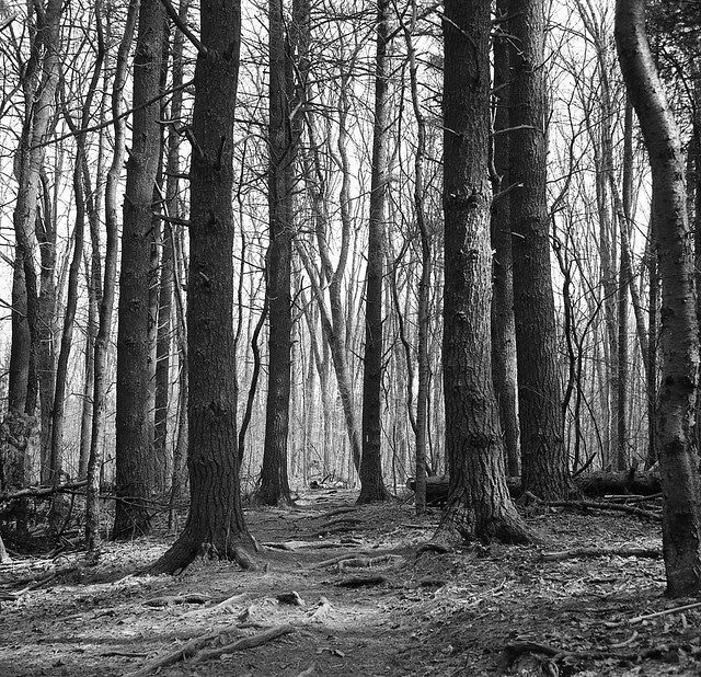 My Vain Attempt to Channel Ansel Adams