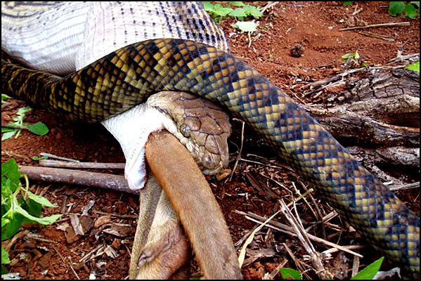 Snake Swallowing Kangaroo 12