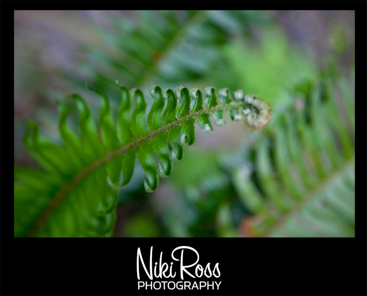 fernleaf