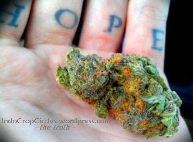 cannabis herbal hope for cancer