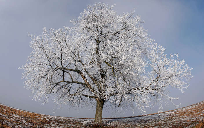 A tree covered in frost is pictured in the Alsacian countryside near Strasbourg as sub-freezing winter temperatures hit the country January 12, 2009.  REUTERS/Vincent Kessler (FRANCE) - RTR23BDZ