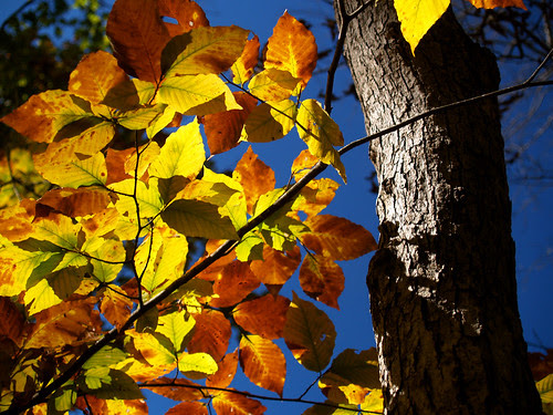 Fall at Hawksbill Crag
