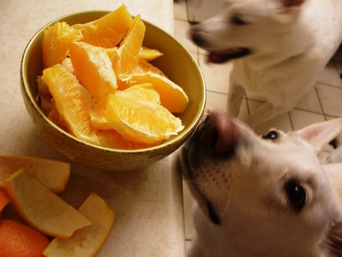 pups and oranges