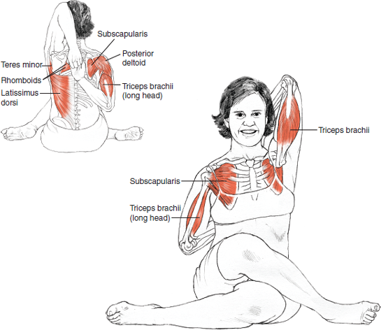 Gomukhasana
Cow-Faced Pose
© Leslie Kaminoff’s Yoga Anatomy
B E N E F I T S
— Stretches the ankles, hips and thighs, shoulders, armpits and triceps, and chest
— Improves posture
— Tones abdomen
— Raises prana and increases energy levels in the torso
— Aids digestion (due to the torso being unrestricted, the spine being straight and the increased energy levels)
— Allows you to come into the present moment helping to clear and focus the mind.
❤ Yoga Inspiration
Buy the book here http://amzn.to/1ctMdtp
Like Yoga Inspiration on Facebook http://www.facebook.com/pages/p/265946723498660