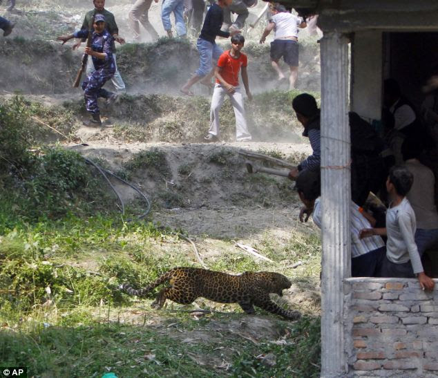 Fear: An armed policeman orders locals to flee for their lives as the cornered wild leopard bounds between houses in the suburb of Gothatar, Katmandu, Nepal, today