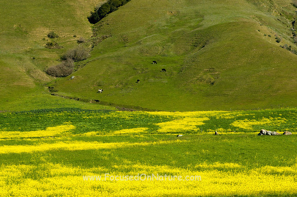 Mustard Field Mustard Field