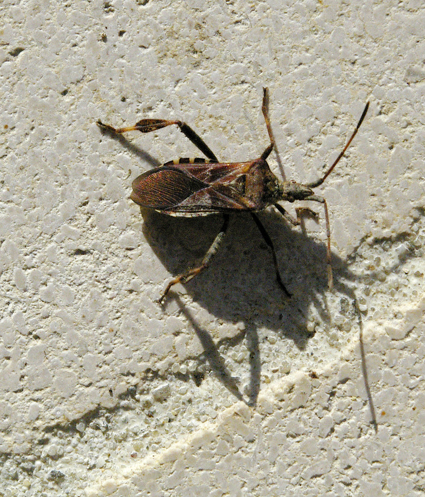 Sucking Bug [IGP7706] (Leptoglossus occidentalis)