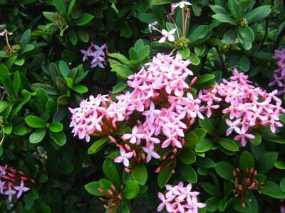 Santan
