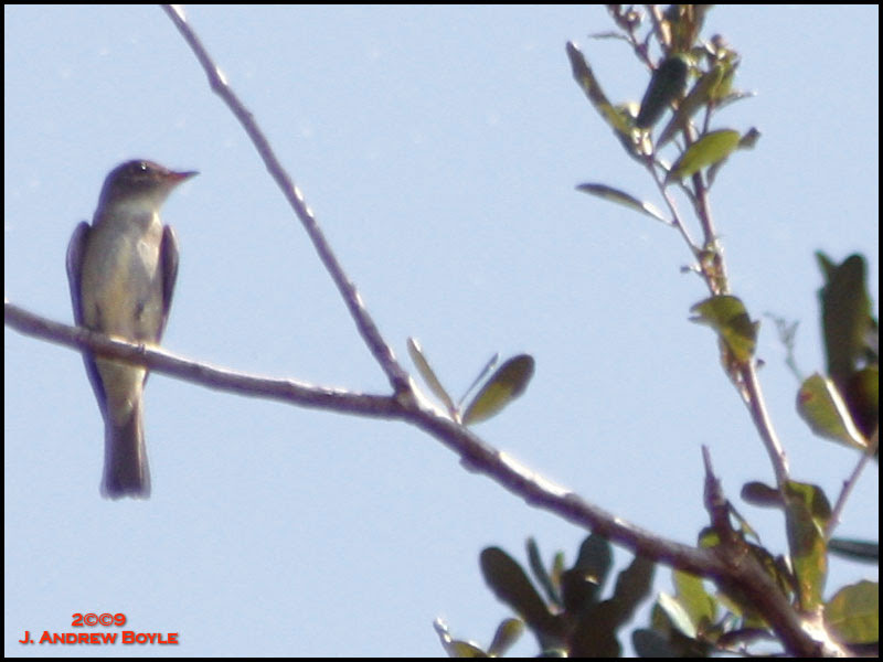 Alder Flycatcher
