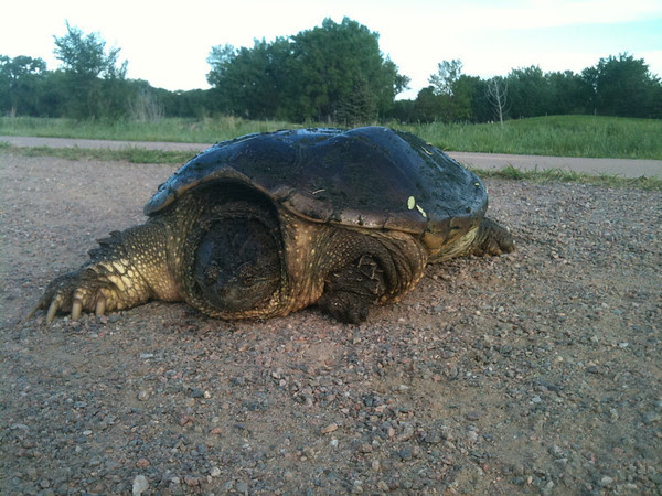 Big Mama Big Mama