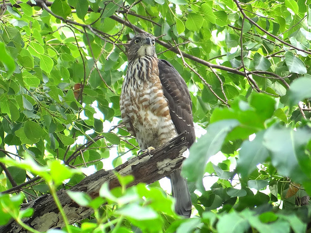 鳳頭蒼鷹/無限台南