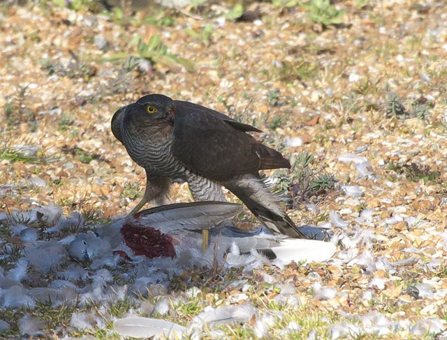DSC_6165 Female Sparrowhawk with its prey