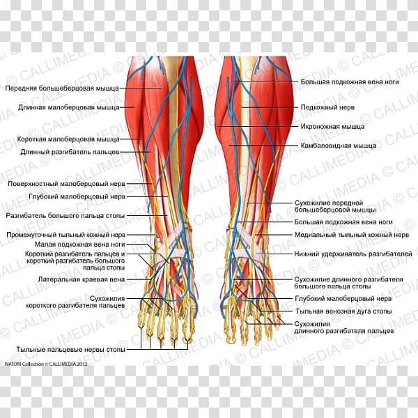 Anatomy Of Leg Muscle - Anatomy Diagram Book