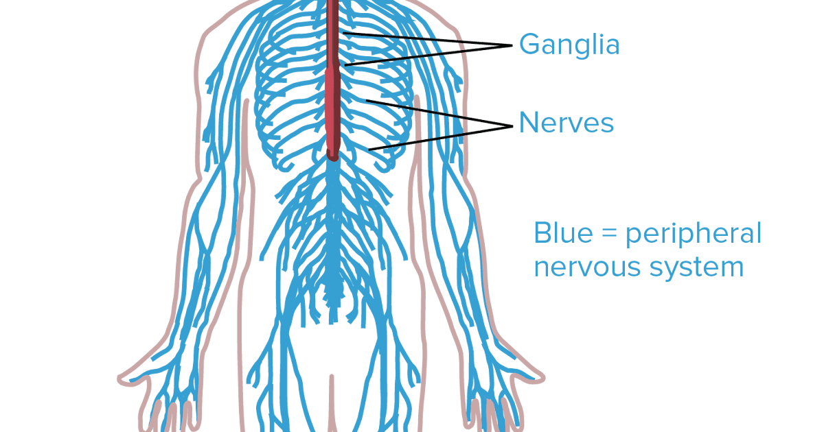 Nervous System Diagram / About Chiropractic - Upper Cervical
