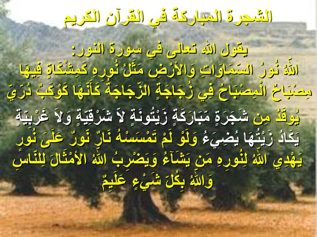 ما هي الشجرة المباركة في القران - Shajara