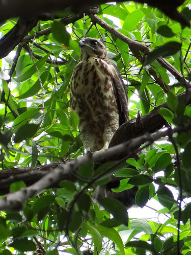鳳頭蒼鷹/無限台南