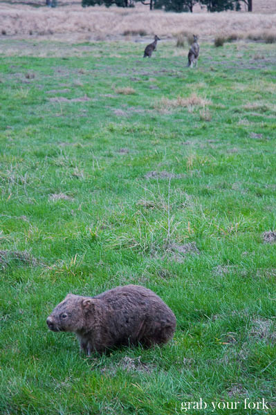 wombat and kangaroos in wolgan valley