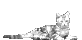 http://www.all-creatures.org/anan/cat-lounging.gif